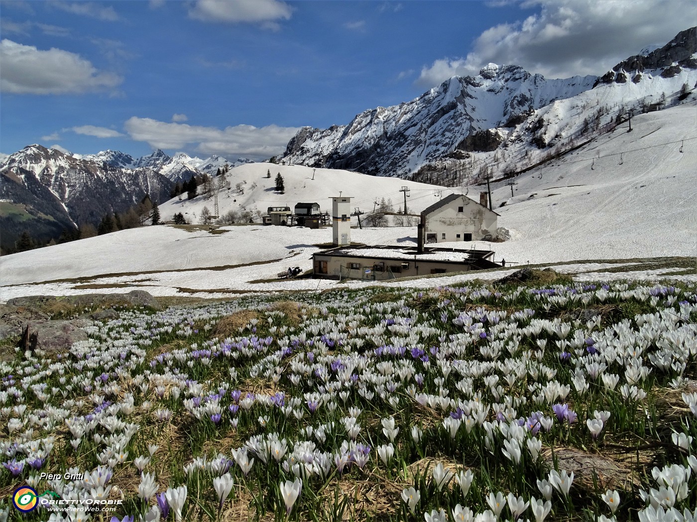 79 Sui pascoli spettacolari distese di Crocus vernus multicolori.JPG